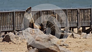 Sea Lions Relaxing On A Beach 