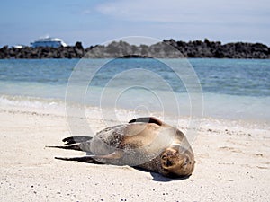 Sea lions relaxing in the Galapagos Islands