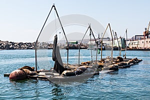 Sea Lions Rest on Docks in Port of Ensenada