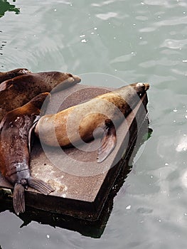 Sea Lions Resting