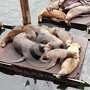 Sea Lions Resting