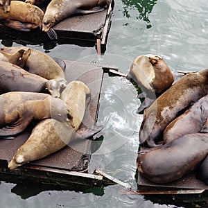 Sea Lions Resting