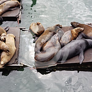 Sea Lions Resting