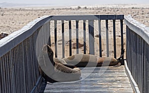 Sea Lions Resting On Boardwalk