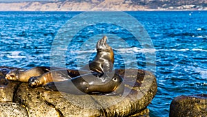 Sea Lions resting on cliffs, near La Jolla Beach, San Diego. USA.