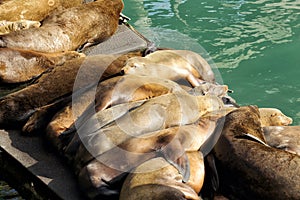 Sea lions resting on a dock.