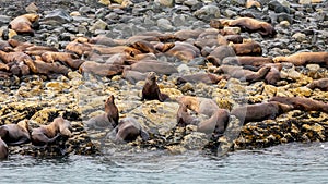 Sea Lions resting on the rocks