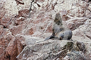 Sea lions on the rock , Ballestas islands