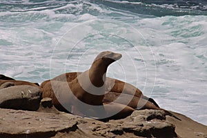 Sea lions on rock cliff over crashing waves and blue ocean water.