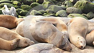 Sea lions on the rock in La Jolla. Wild eared seals resting near pacific ocean on stones. Funny lazy wildlife animal