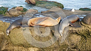 Sea lions on the rock in La Jolla. Wild eared seals resting near pacific ocean on stones. Funny lazy wildlife animal