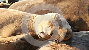 Sea lions on the rock in La Jolla. Wild eared seals resting near pacific ocean on stones. Funny lazy wildlife animal