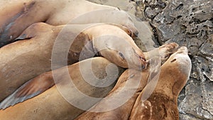 Sea lions on the rock in La Jolla. Wild eared seals resting near pacific ocean on stones. Funny lazy wildlife animal