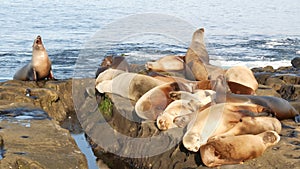 Sea lions on the rock in La Jolla. Wild eared seals resting near pacific ocean on stones. Funny lazy wildlife animal sleeping.