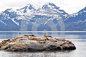 Sea Lions on rock with mountains