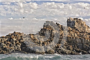 Sea lions on the rock, in the nature sanctuary, off the coast of Cobquecura, Chile photo