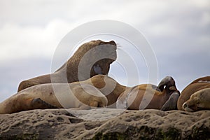 Sea Lions on the rock in the Valdes Peninsula, Atlantic Ocean, Argentina