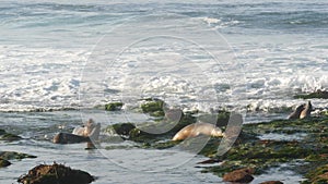 Sea lions on rocks in La Jolla. Playful wild eared seals crawling on stones and seaweed. Pacific ocean splashing waves