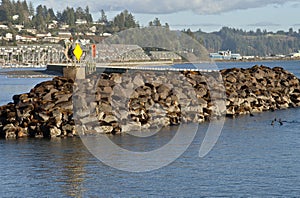 Sea Lions on rocks in Newport Oregon. photo