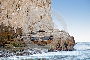 Sea lions on rocky shoreline