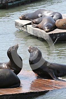 El mar leones 