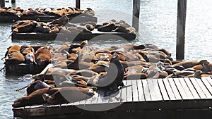 Sea lions San Francisco