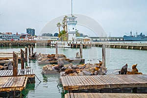 Sea lions San Francisco