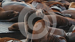 Sea lions in San Francisco, California / USA