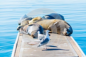 Sea Lions and seagulls on a wooden pier