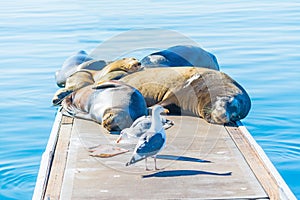Sea lions and seagulls on a wooden pier in Oceanside