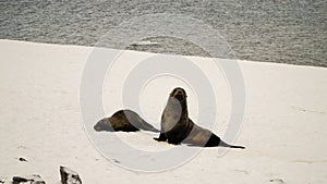 Sea Lions / Seals on Cuverville Island in Antarctica.