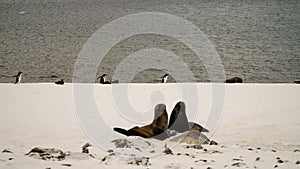 Sea Lions / Seals on Cuverville Island in Antarctica.