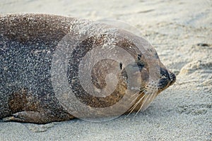 Sea lions and seals napping on a cove under the sun at La Jolla, San Diego, California.