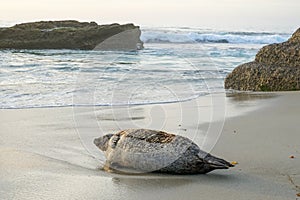 Sea lions and seals napping on a cove under the sun at La Jolla, San Diego, California.