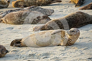 Sea lions and seals napping on a cove under the sun at La Jolla, San Diego, California.
