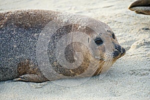 Sea lions and seals napping on a cove under the sun at La Jolla, San Diego, California.