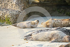 Sea lions and seals napping on a cove under the sun at La Jolla, San Diego, California.