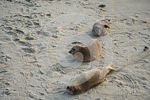 Sea lions and seals napping on a cove under the sun at La Jolla, San Diego, California.