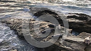 Sea lions and seals napping on a cove under the sun at La Jolla, San Diego, California.