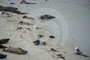 Sea lions & seals napping on a cove under the sun