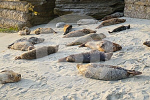 Sea lions and seals napping on a cove under the sun at La Jolla, San Diego, California.