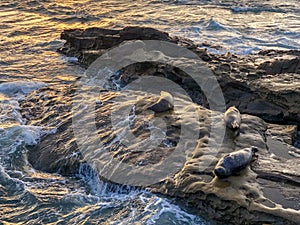 Sea lions and seals napping on a rock under the sun at La Jolla, San Diego, California.