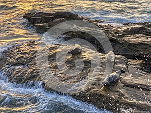 Sea lions & seals napping on a rock under the sunset