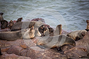 Sea Lions Seals, Otariinae with pups