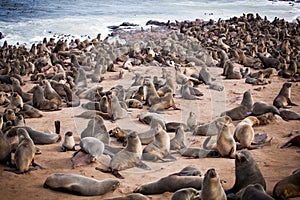 Sea Lions Seals, Otariinae with pups