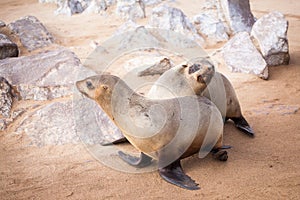 Sea Lions Seals, Otariinae with pups