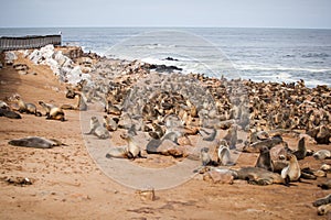 Sea Lions Seals, Otariinae with pups