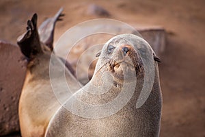 Sea Lions Seals, Otariinae with pups