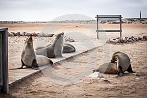 Sea Lions Seals, Otariinae with pups