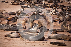 Sea Lions Seals, Otariinae with pups